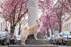 Bonn Kirschbluete 450