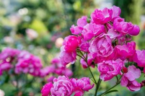 Westerwald Hadamar Rosengarten 450
