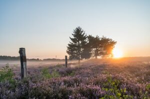MehlingerHeide450px