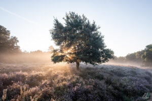Wahner Heide