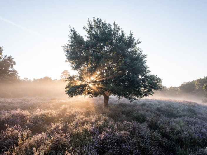 Wahner Heide