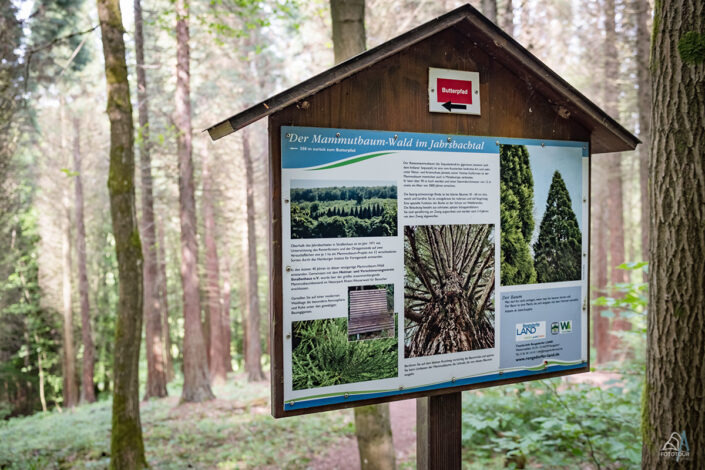 Mammutbäume 8