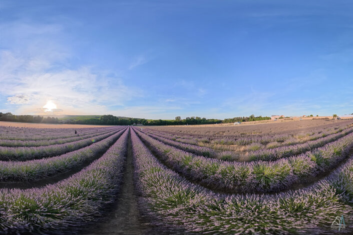 Lavendelblüte Pfalz