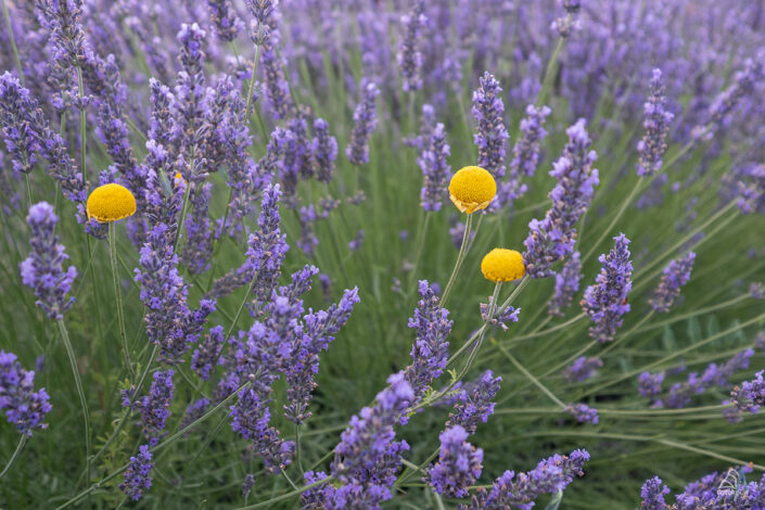 Lavendel Pfalz
