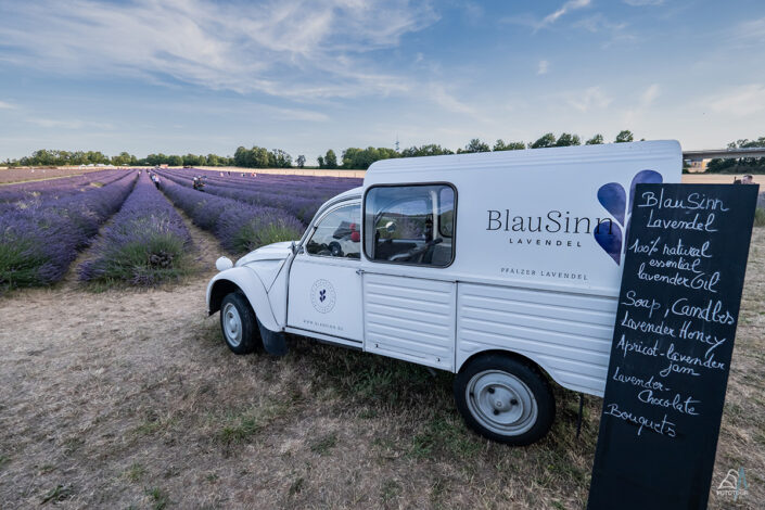 Lavendelblüte Pfalz
