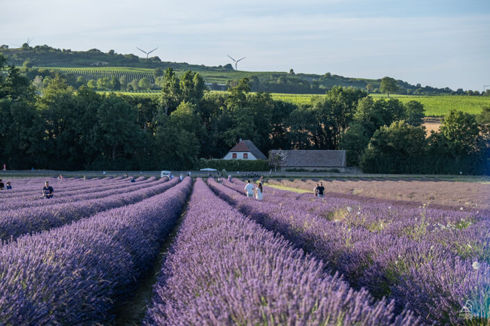 Lavendelblüte Pfalz