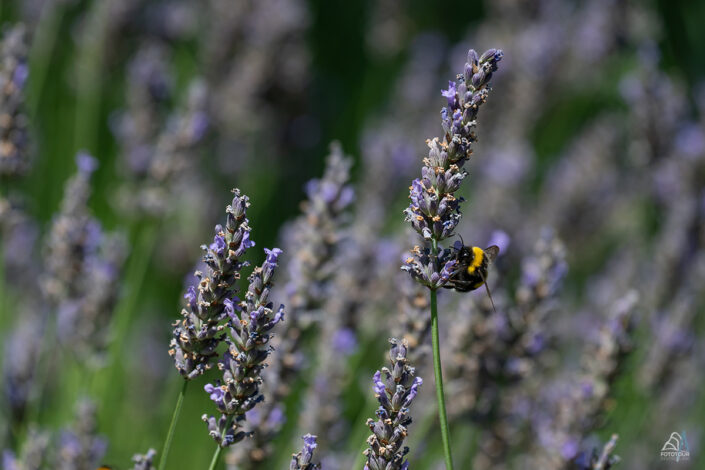 Lavendel Insekten
