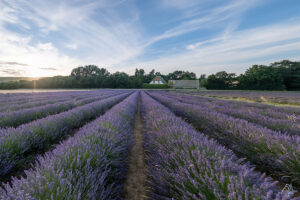 Lavendel Pfalz