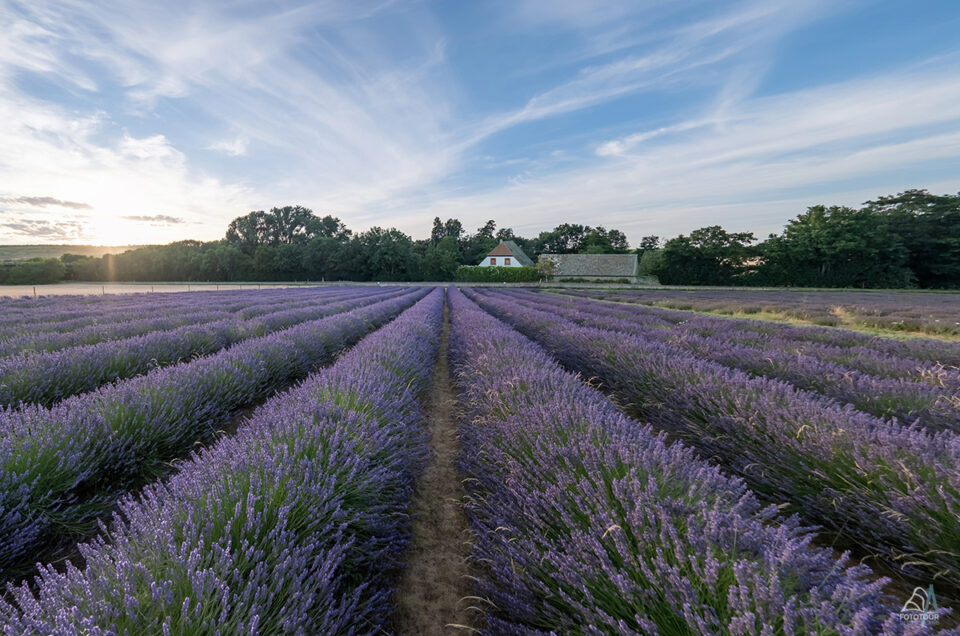 Lavendel Pfalz